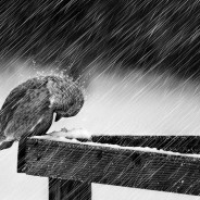 Charging into the dark and cold